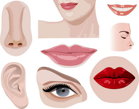 Collection isolated images of body partsのイラスト素材