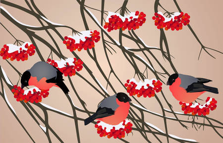 Winter red birds on tree branchesのイラスト素材