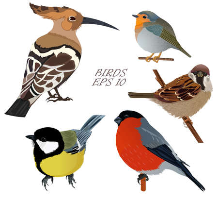 Set of birds sparrow bullfinch hoopoe titmouseのイラスト素材