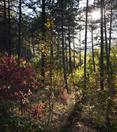 early vibrant autumn in wild Crimean forest