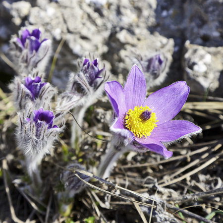 early spring flowers are blooming in the Crimean mountains