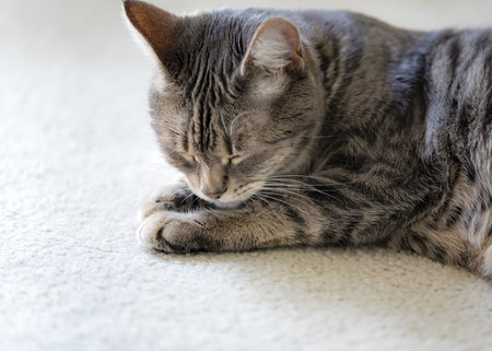 Gray striped cat sleeping.Grey tabby cat lying on carpet.の写真素材