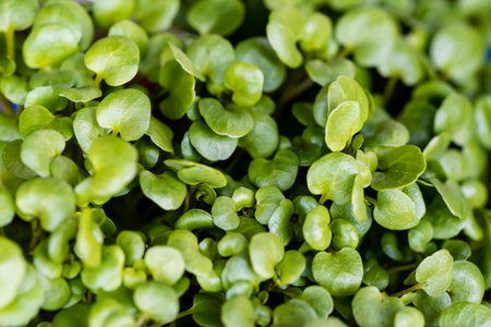 Watercress, edible fresh herb, closeup, top view. Green organic watercress leaves, macro, background.の写真素材