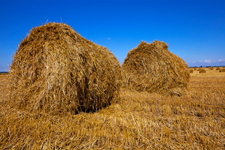 an agricultural field on which are a stack after cleaning of cereals