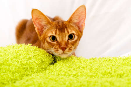 a small Abyssinian kitten during rest. hid behind a green materialの写真素材