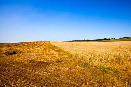 an agricultural field on which the harvest company of wheat is carried outの写真素材