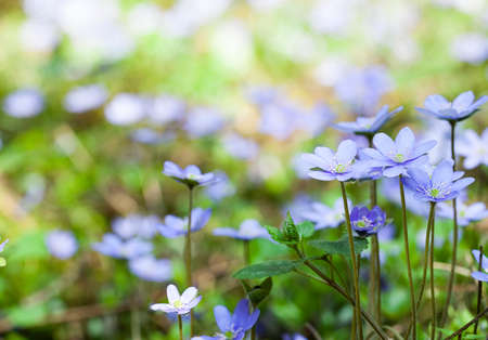 one of the first spring flowers photographed by a close upの写真素材