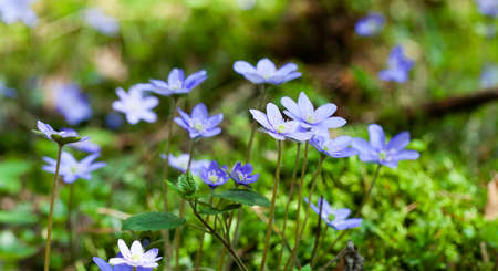 one of the first spring flowers photographed by a close upの写真素材