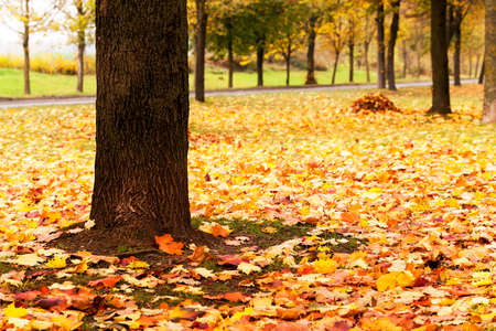 the trees photographed in autumn time. outdoorsの写真素材