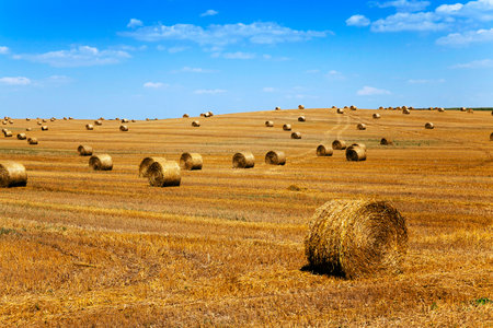 an agricultural field on which lie a straw stack after wheat harvesting