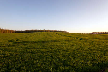 an agricultural field on which young cereals grow. time - a sunsetの写真素材