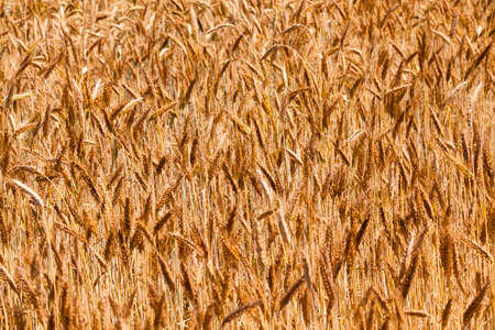 the ripened ears of cereals photographed by a close upの写真素材