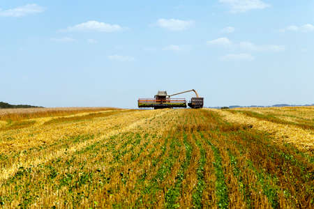 an agricultural field on which carry out wheat cleaningの写真素材