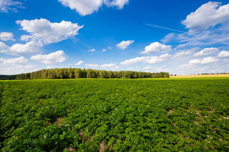 an agricultural field on which grow up potatoes. summertime of yearの写真素材