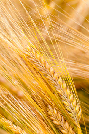 the ripened ears of cereals photographed by a close upの写真素材