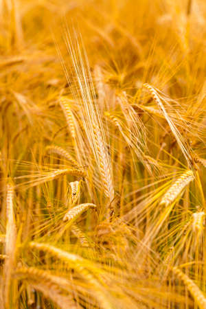 the ripened ears of cereals photographed by a close upの写真素材