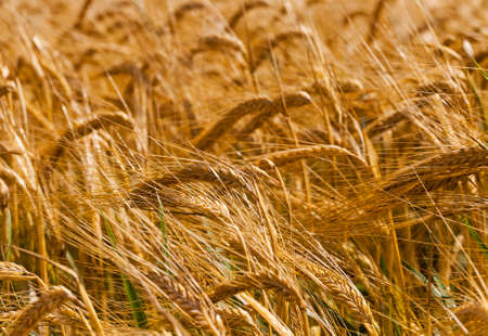 an agricultural field on which grow up cerealsの写真素材