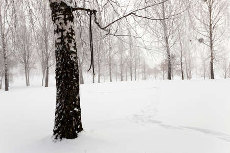 the trees photographed in a winter season.の写真素材