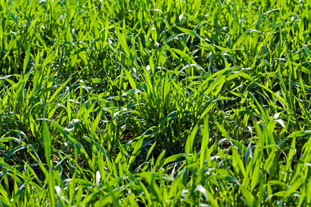 field on which grows ripe wheat. Autumn. Close-up.