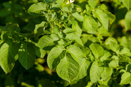 green young leaves of potato. Close up.の写真素材