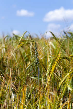 Green rye spikes. Close up. Blue sky.の写真素材
