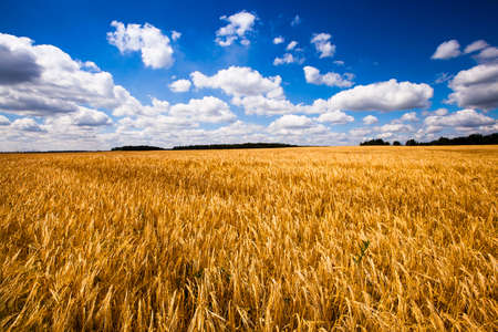 an agricultural field on which grow up wheatの写真素材