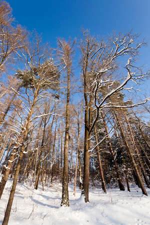 the trees photographed in a winter season.の写真素材