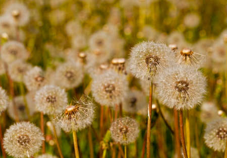 White dandelions -  a white tuft. close upの写真素材