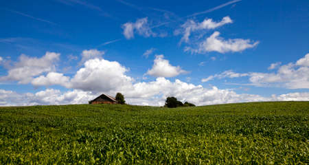 young corn plants growing in the field. Is seen in the distant outbuilding.の写真素材