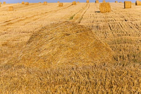 an agricultural field after the harvest company of wheat.