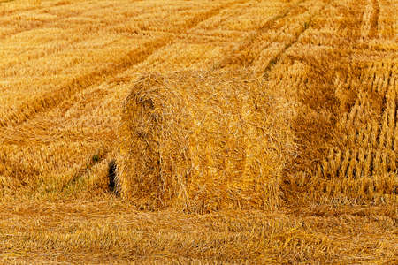 the straw put in a stack after wheat harvestingの写真素材