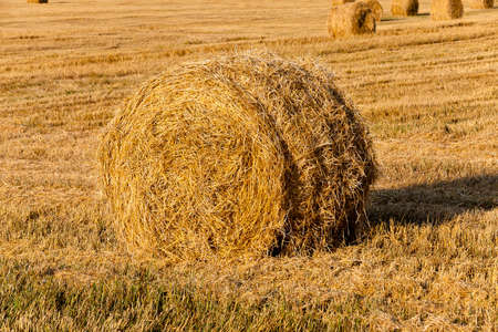 the straw put in a stack after wheat harvesting. close upの写真素材