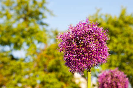 purple inflorescence leek. Photographed close up shot.の写真素材