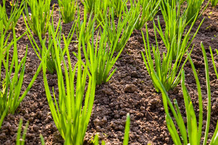 green young leaves of leeks growing in the ground. Close-up.の写真素材