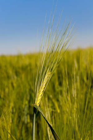 the ear of an unripe cereal photographed by a close upの写真素材