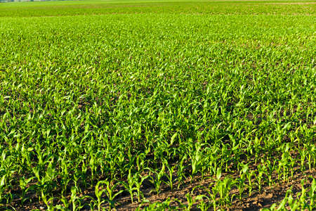 the sprouts of young corn photographed by a close upの写真素材