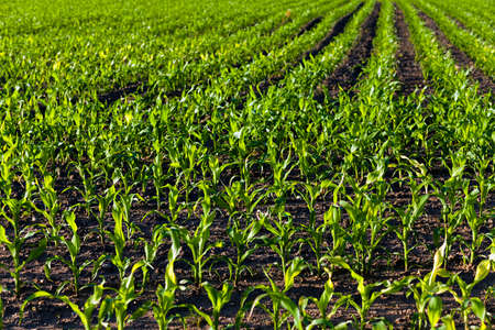 an agricultural field on which there were young sprouts of cornの写真素材