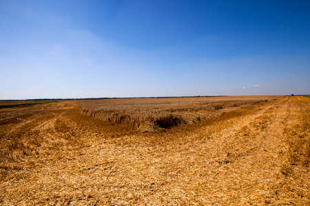 an agricultural field on which reap a crop of cereals. wheatの写真素材