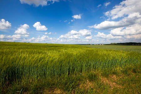 an agricultural field on which grow up cerealsの写真素材