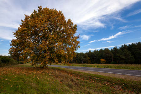 the small asphalted road to an autumn seasonの写真素材