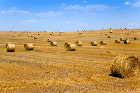 an agricultural field on which lie a straw stack after wheat harvestingの写真素材