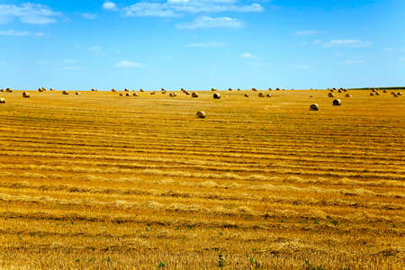 an agricultural field on which lie a straw stack after wheat harvestingの写真素材