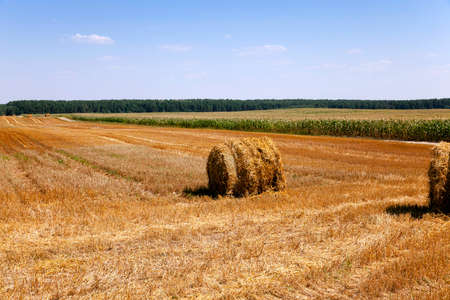 an agricultural field on which lie a straw stack after wheat harvestingの写真素材