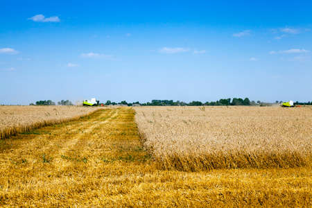 an agricultural field on which carry out wheat cleaningの写真素材