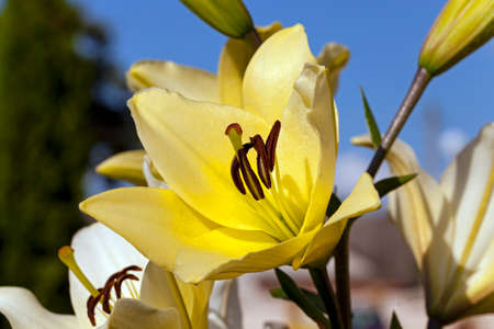 stem flower yellow lilies. Close up. springの写真素材