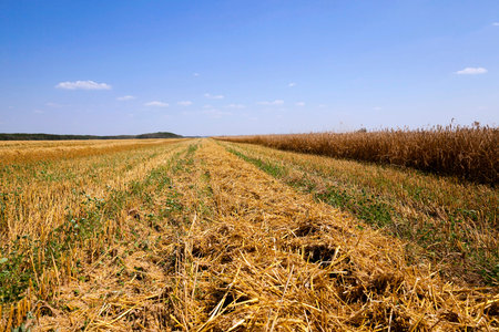 an agricultural field on which carry out wheat cleaningの写真素材