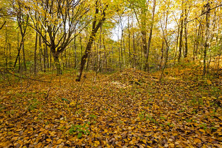 the trees growing in the territory of the wood   in an autumn seasonの写真素材