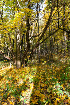the trees growing in the territory of the wood   in an autumn seasonの写真素材