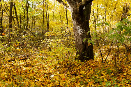 the trees growing in the territory of the wood   in an autumn seasonの写真素材