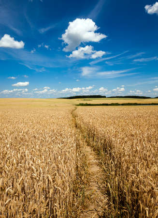 the small trodden footpath in an agricultural fieldの写真素材